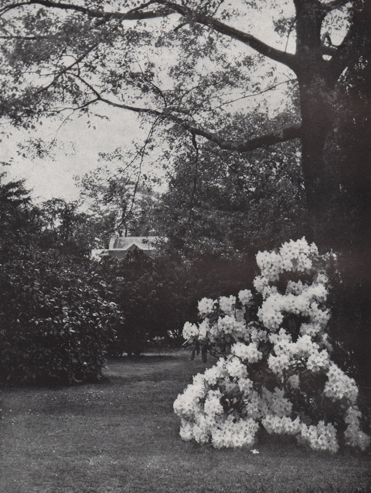 Associate Product Kew Gardens. E.O. HOPPÉ. London 1930 old vintage print picture