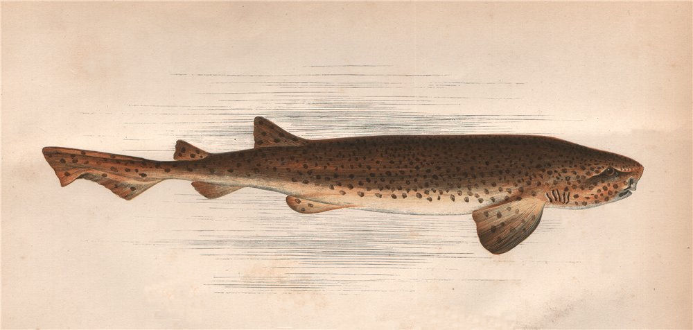 Associate Product NURSEHOUND. Scyliorhinus stellaris, large-spotted dogfish, bull huss. COUCH 1862