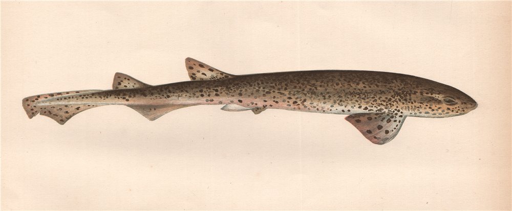 Associate Product SMALL-SPOTTED CATSHARK Rough-hound Morgay Scyliorhinus canicula COUCH Fish 1862