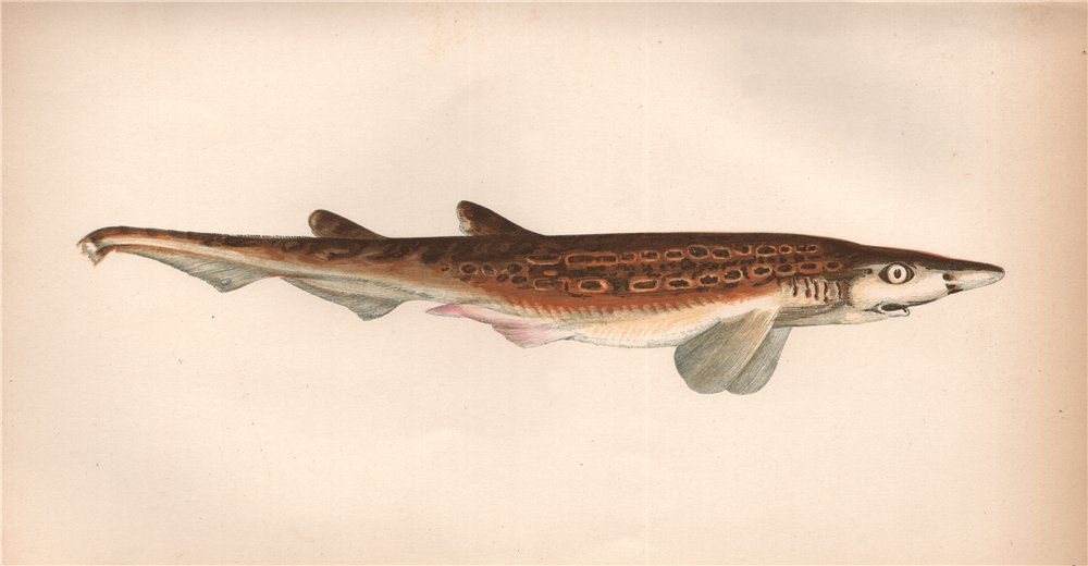 Associate Product BLACKMOUTH CATSHARK. Black-mouthed Dogfish, Galeus melastomus. COUCH 1862