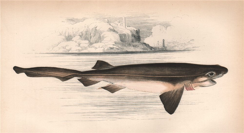 BLUNTNOSE SIXGILL SHARK. Hexanchus griseus, cow shark. COUCH. Fish 1862 print