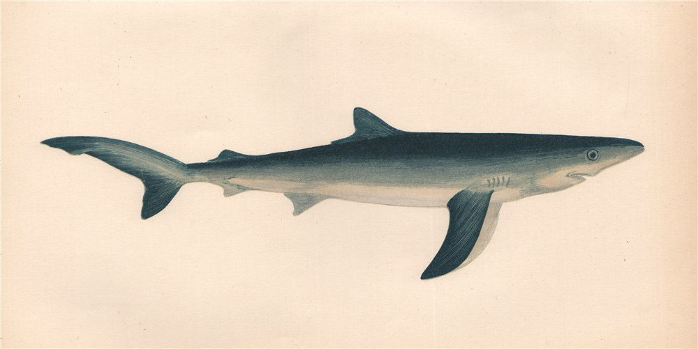 BLUE SHARK. Prionace glauca. COUCH. Fish 1862 old antique print picture