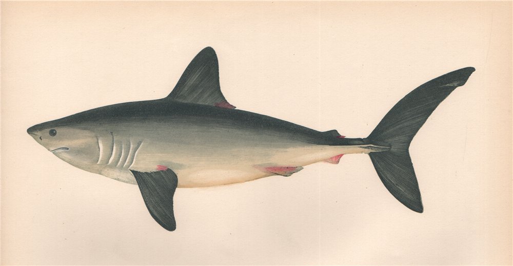 Associate Product PORBEAGLE. Lamna nasus, mackerel shark. COUCH. Fish 1862 old antique print