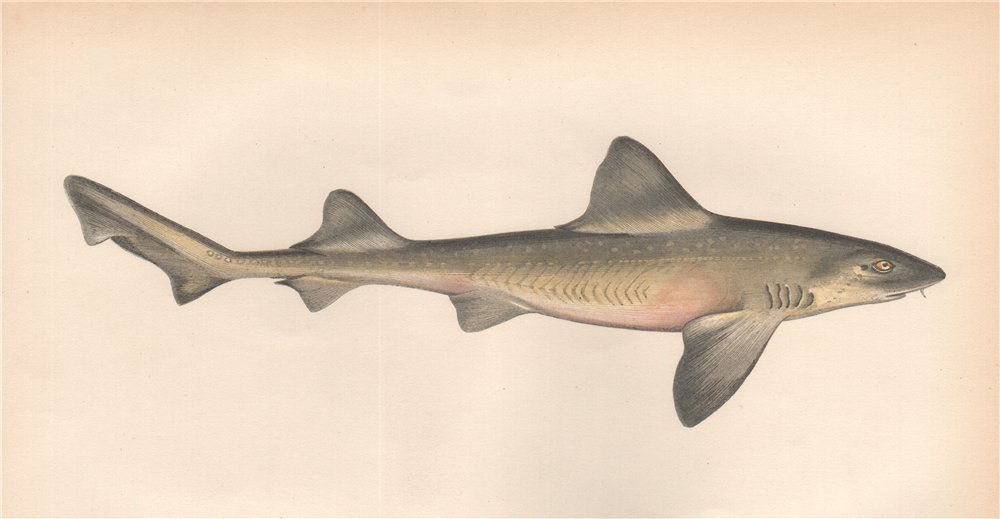 Associate Product SMOOTH-HOUND SHARK. Ray-Mouthed Dog. Mustelus asterias. COUCH. Fish 1862 print