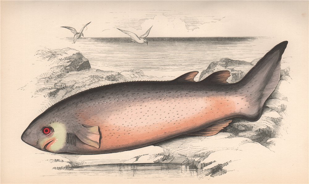 Associate Product BRAMBLE SHARK. Spinous shark, Spiny shark, Echinorhinus brucus. COUCH. Fish 1862