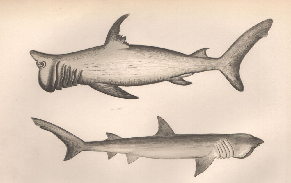 Associate Product RASHLEIGH SHARK BROAD-HEADED GAZER Polyprosopus Rashleighanus COUCH Fish 1862