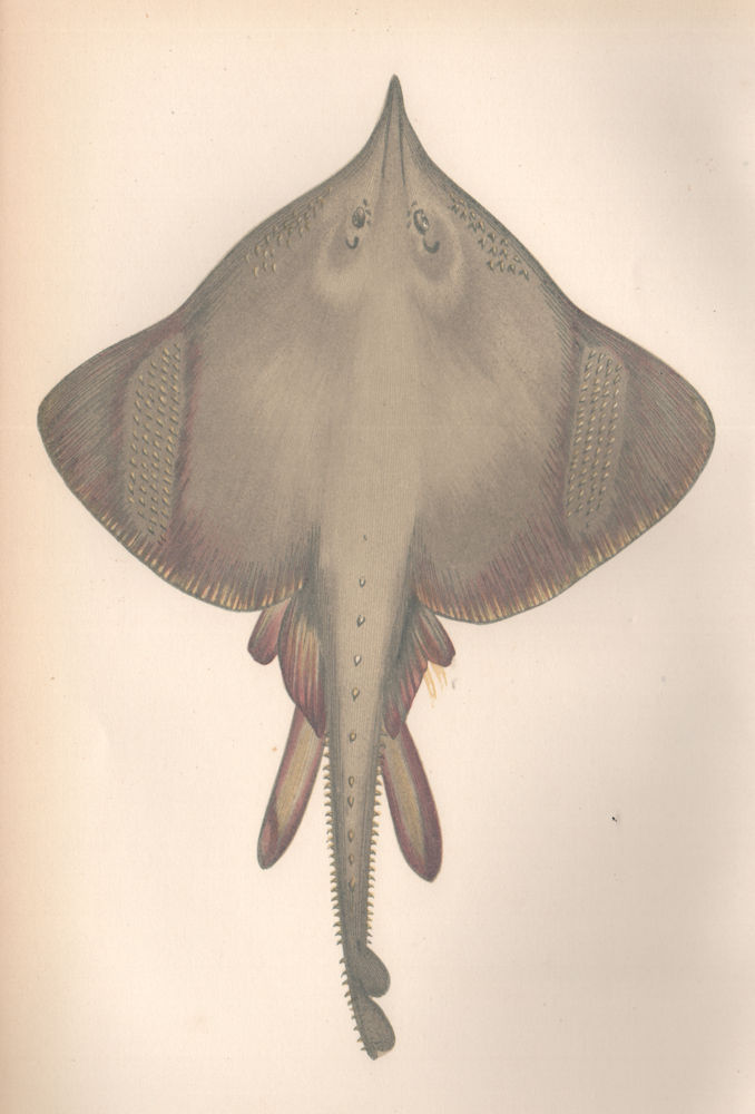Associate Product LONG-NOSED SKATE Dipturus oxyrinchus Burton skate White Skate COUCH Fish 1862