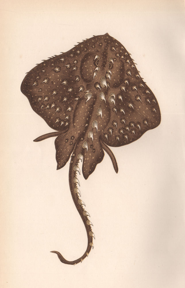 THORNY SKATE. Amblyraja radiata, Starry ray. COUCH. Fish 1862 old print