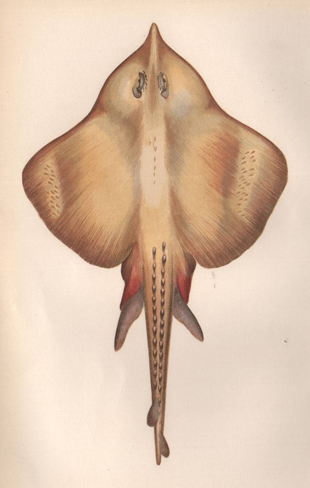 SHAGREEN RAY. Fuller's ray, Leucoraja fullonica, Rough flapper. COUCH. Fish 1862