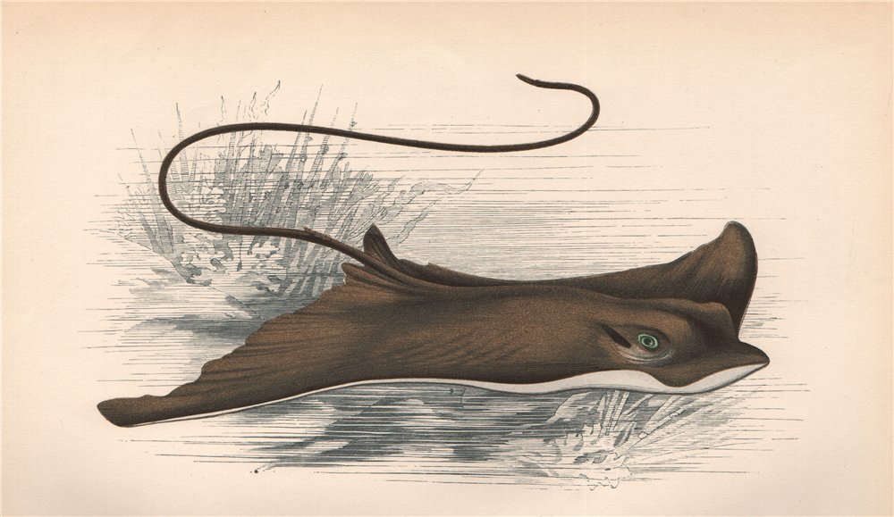 EAGLE RAY. Toad-Fish, Sea Eagle; Myliobatis aquila, Raie aigle. COUCH 1862