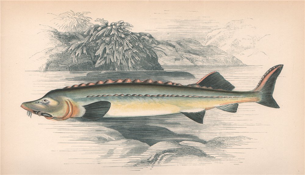 Associate Product HUSO. Beluga Sturgeon. COUCH. Fish 1862 old antique vintage print picture
