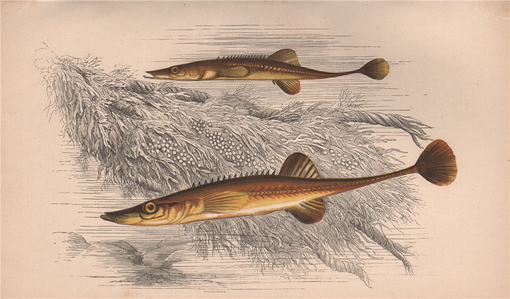 Associate Product FIFTEEN-SPINED STICKLEBACK. Spinachia spinachia, Sea Adder. COUCH. Fish 1862