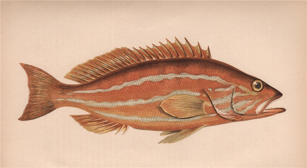 Associate Product COMBER. Smooth Serranus; Serranus Cabrilla. COUCH. Fish 1862 old antique print