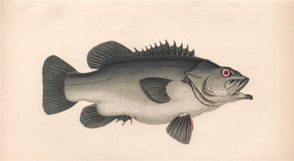 Associate Product STONE BASS. Wreckfish, Scorpaena Massiliensis, Couch's Serranus. COUCH 1862