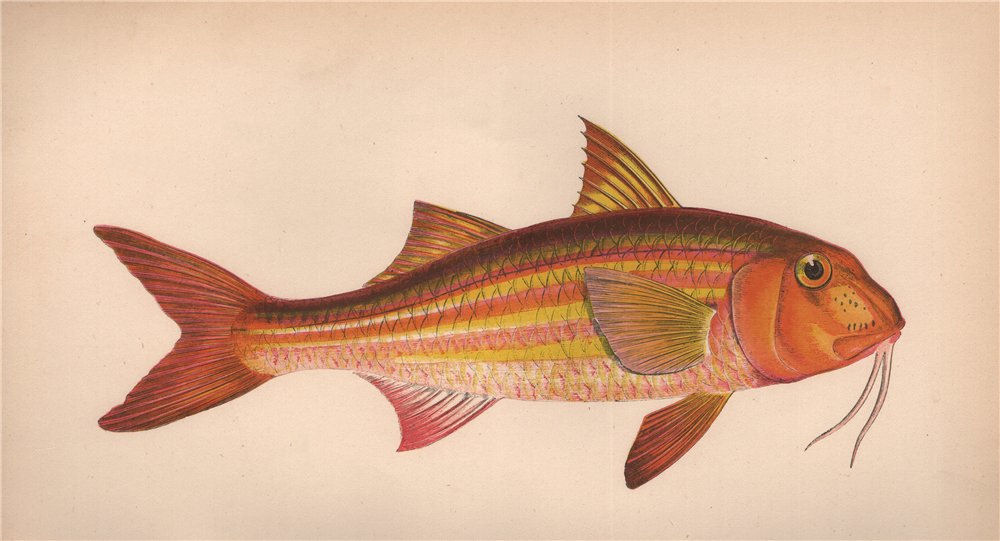 Associate Product SURMULLET. Mullus surmuletus, Striped red mullet, mallette, goatfish. COUCH 1862