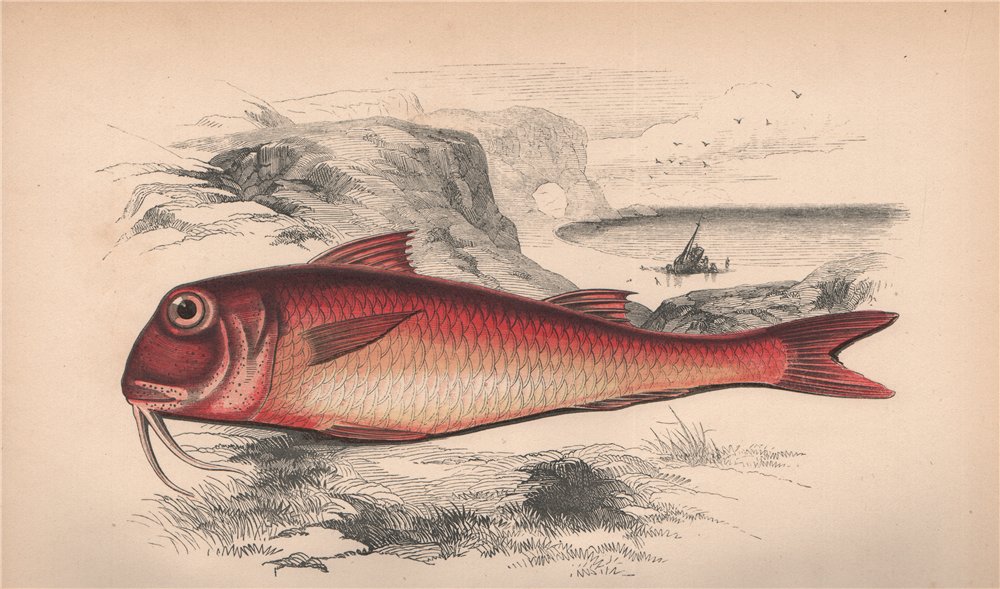 RED MULLET. Mullus minor, Mullus barbatus, Rouget. COUCH. Fish 1862 old print