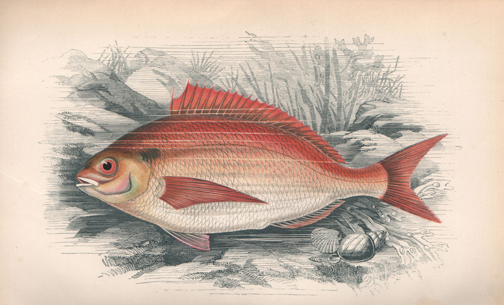 Associate Product COMMON SEA BREAM Spare Marseillois Pagellus/Sparus centrodontus COUCH Fish 1862