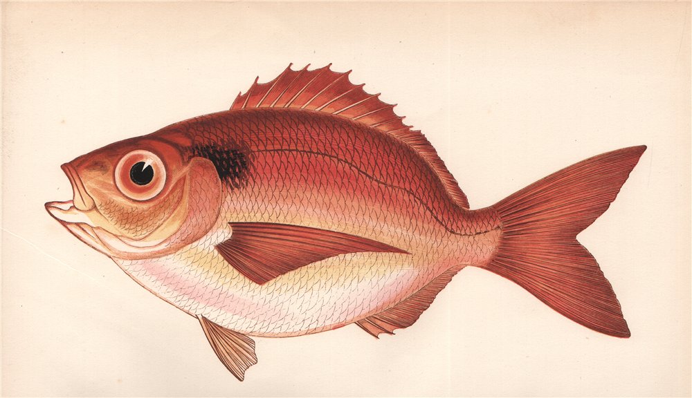 BLACKSPOT SEA-BREAM. Pagellus bogaraveo, Short/Red sea bream. COUCH. Fish 1862