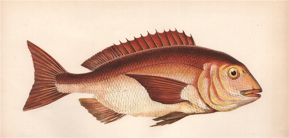 Associate Product GILT-HEAD. Sparus aurata. COUCH. Fish 1862 old antique vintage print picture