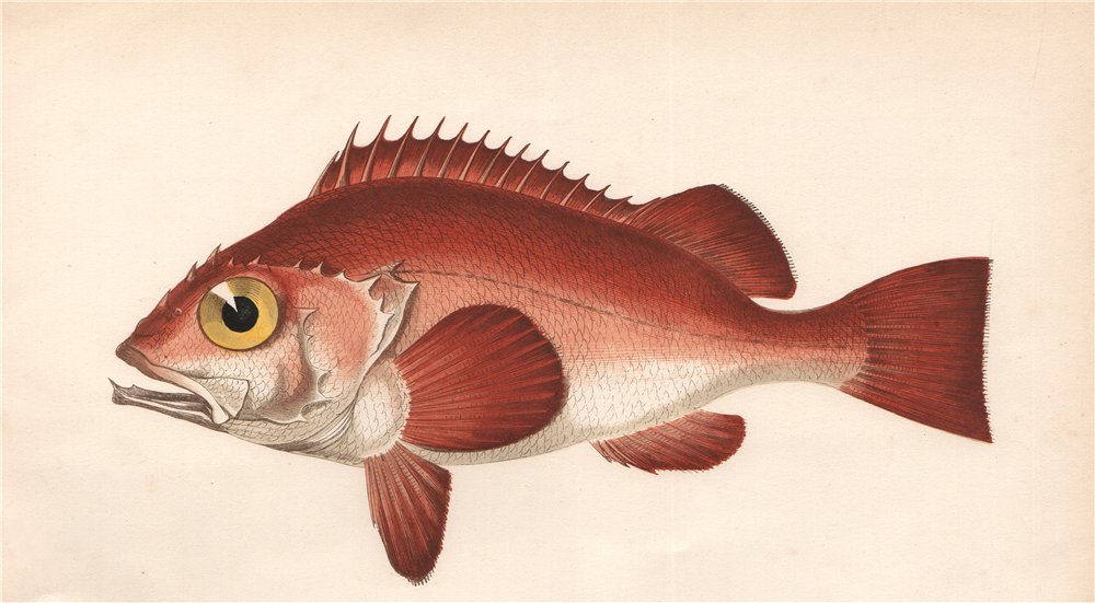 Associate Product ROSE FISH. Sebastes norvegicus, Bergylt, Norway haddock, hemdurgan. COUCH 1862