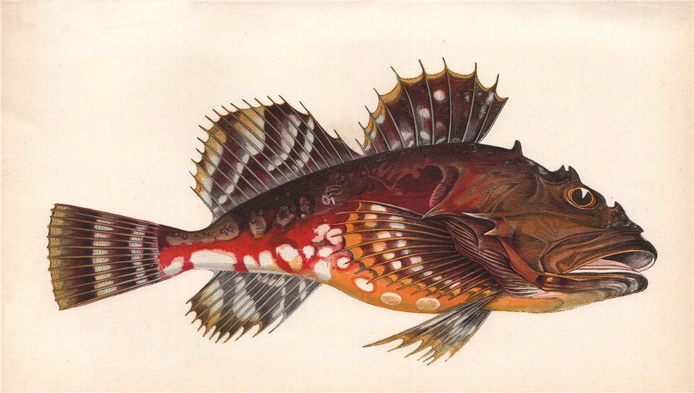 Associate Product GREENLAND BULLHEAD. Sea Scorpion. Cottus Graenlandicus. COUCH. Fish 1862 print