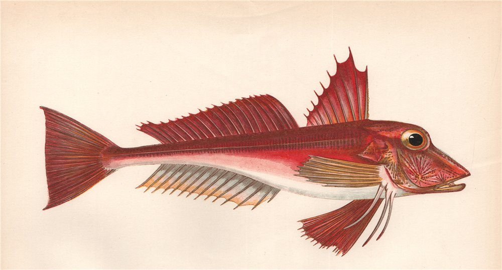 Associate Product ELLECK. Red-Fish. Soldier. Red Gurnard. Rotchet; Trigla cuculus. COUCH 1862