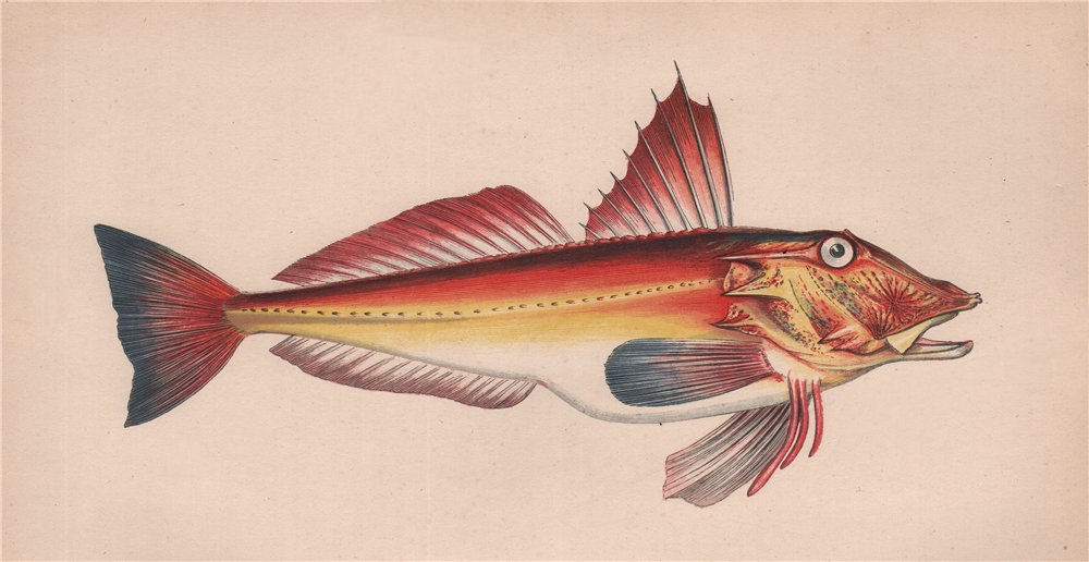 Associate Product RED GURNARD. Chelidonichthys cuculus, Bloch's Gurnard. COUCH. Fish 1862 print