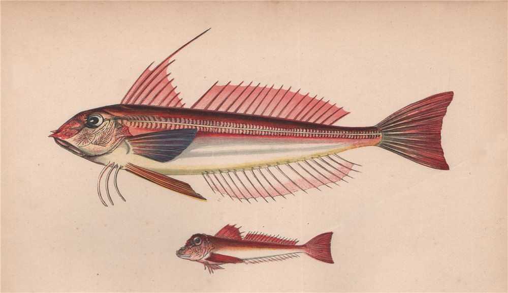 Associate Product TUB GURNARD LONG-FINNED GURNARD Chelidonichthys lucerna obscurus COUCH Fish 1862