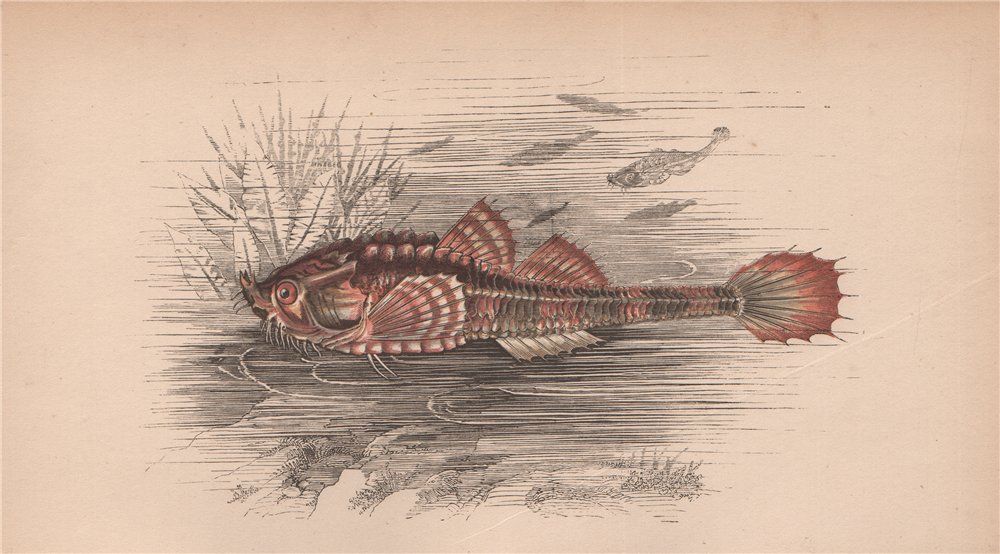 Associate Product POGGE. Agonus cataphractus, hooknose, armed bullhead. COUCH. Fish 1862 print