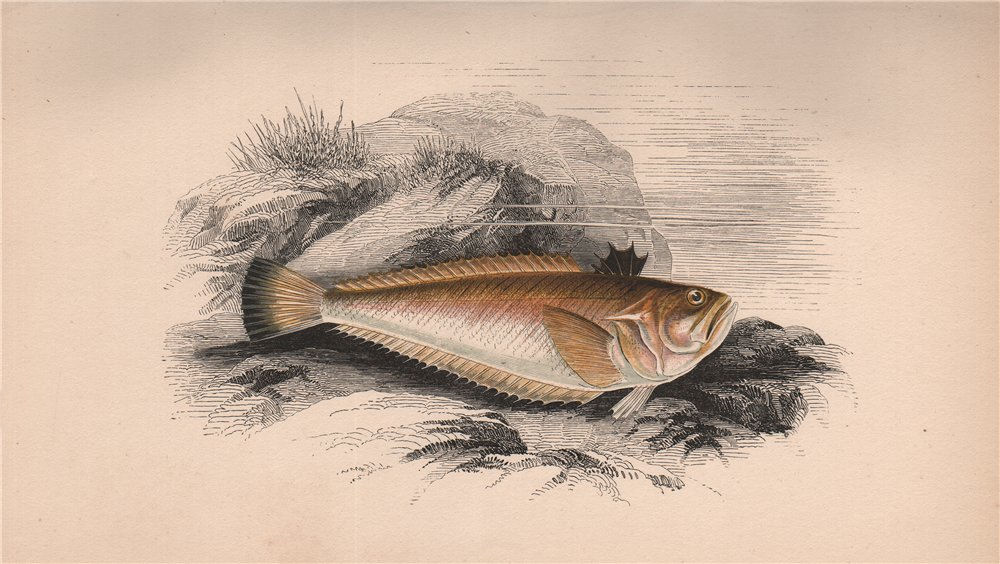 LESSER WEEVER Echiichthys Vipera Little/ Viper Weever Otterpike COUCH Fish 1862