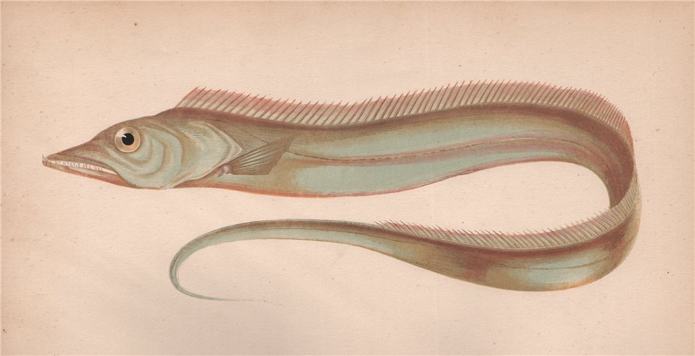 Associate Product LARGE HAIRTAIL. Trichiurus Lepturus Beltfish Bladefish Cutlassfish. COUCH 1862
