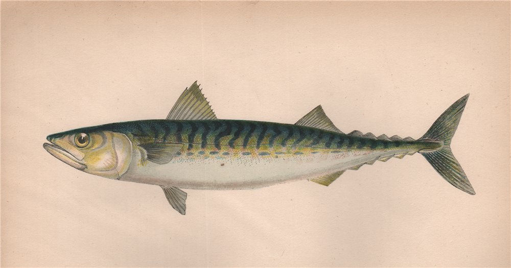 ATLANTIC MACKEREL. Scomber scombrus, Scomber Vulgaris. COUCH. Fish 1862 print