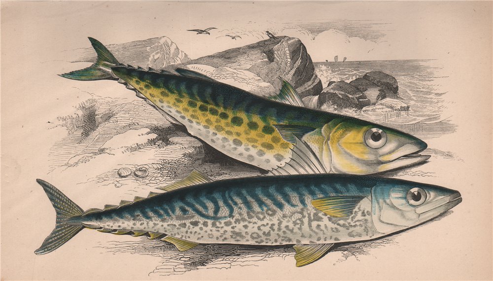 Associate Product SPANISH MACKEREL. Scomberomorus maculatus. COUCH. Fish 1862 old antique print