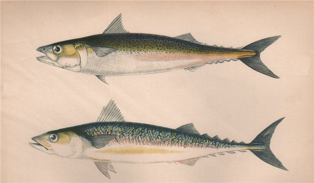 Associate Product DOTTED & SCRIBBLED MACKEREL Scomber Punctatus Atlantic Mackerel COUCH Fish 1862