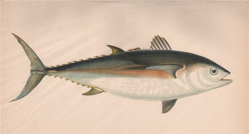 Associate Product TUNNY. Scomber thynnus Thynnus vulgaris, Scombre Thon. COUCH. Fish 1862 print