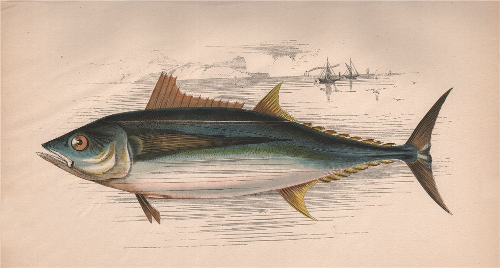 Associate Product GERMON Long-Finned Tunny Orcynus Aile Longue Orcynus alalonga COUCH Fish 1862