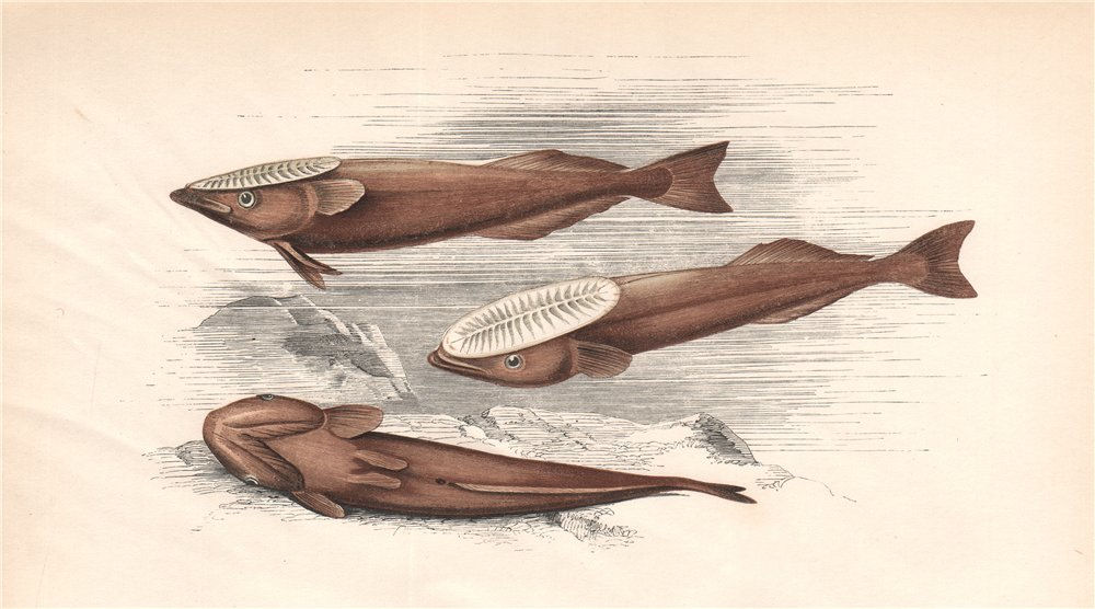 Associate Product REMORA. Remora remora, Shark sucker, Suckerfish, Sucking Fish. COUCH 1862