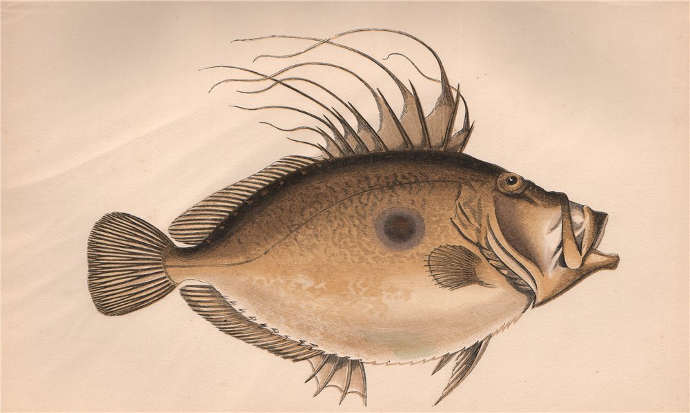 Associate Product JOHN DORY. Zeus faber, Saint-Pierre, Jean-Doré. COUCH. Fish 1862 old print