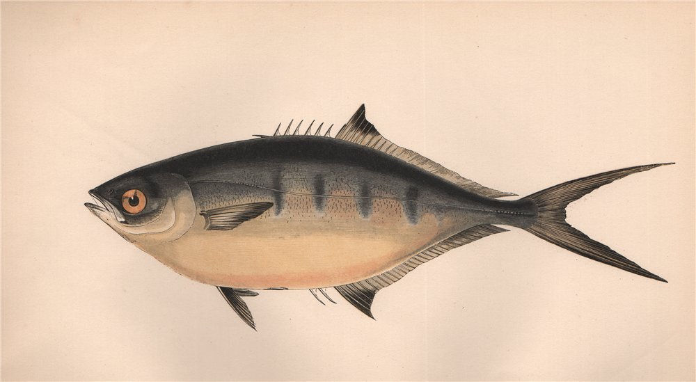 Associate Product DERBIO. Pompano, Trachinotus ovatus. COUCH. Fish 1862 old antique print