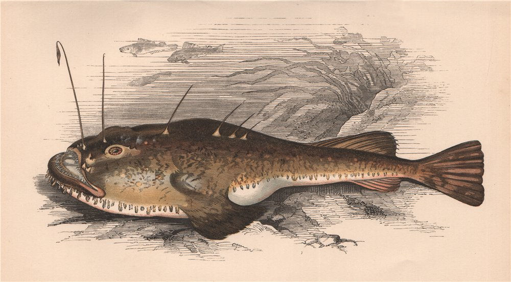 Associate Product ANGLER. Lophius Piscatorius, Monkfish, Goosefish, Bellyfish. COUCH 1862 print