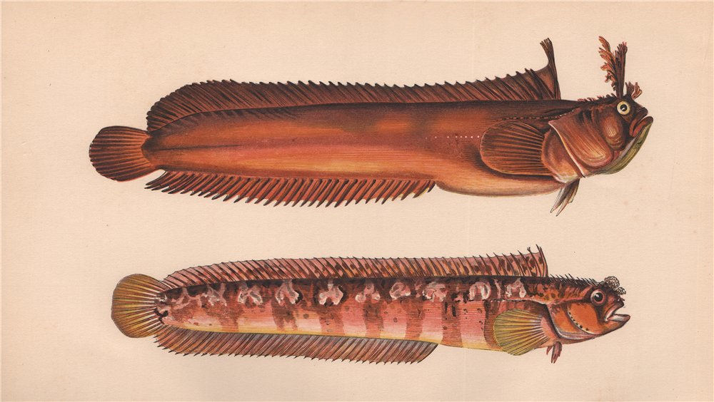 Associate Product YARRELL'S BLENNY Blennius galerita/Palmicornis Blenniops COUCH Fish 1862 print