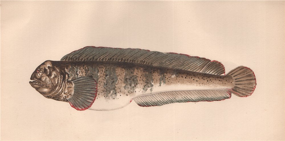 ATLANTIC WOLFFISH. Anarhichas lupus, Catfish, seawolf, wolf eel. COUCH 1862