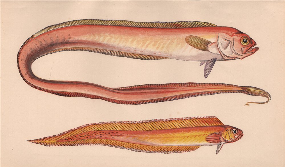 Associate Product RED BANDFISH & VAR. Red Snakefish/Ribbandfish; Cepola rubescens. COUCH 1862