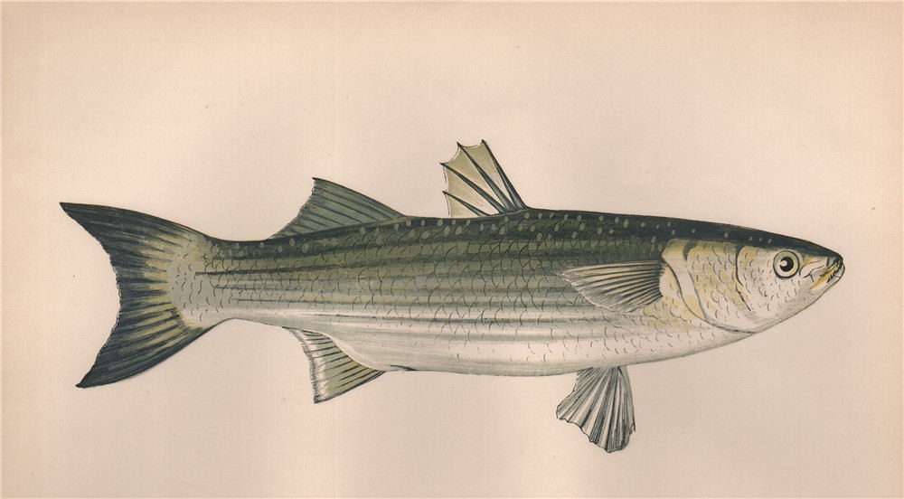 Associate Product THICKLIP GREY MULLET. Chelon labrosus, Lesser grey mullet. COUCH. Fish 1862