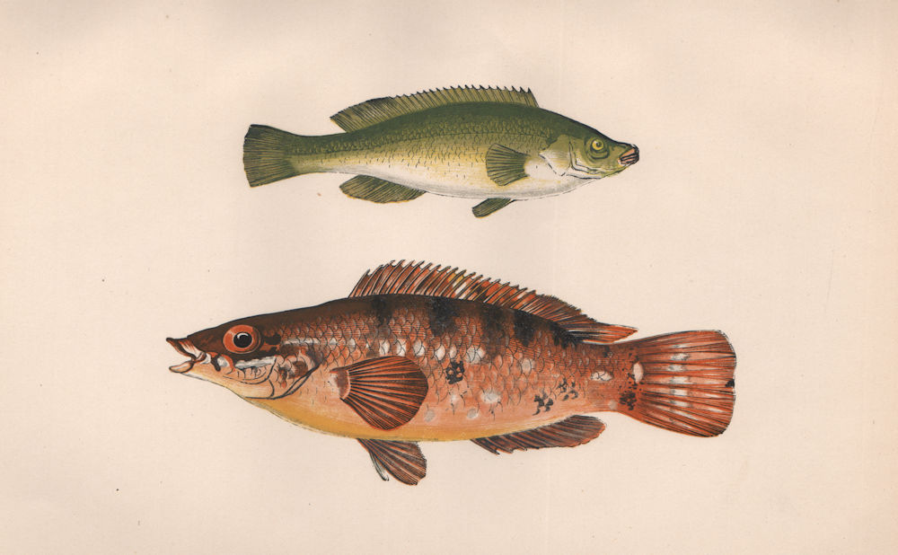 Associate Product GREEN WRASSE & COMBER. Labrus viridis, Serranus cabrilla. COUCH. Fish 1862