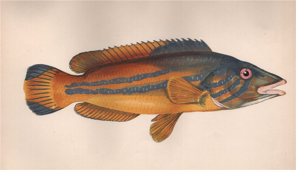 Associate Product CUCKOO WRASSE Labrus Mixtus Blue-striped Labrus variegatus COUCH Fish 1862
