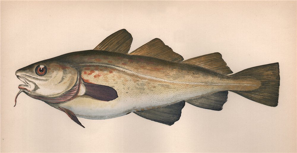 Associate Product COD. Asellus cabelian, Gadus morrhua vulgaris, Gade morue. COUCH. Fish 1862
