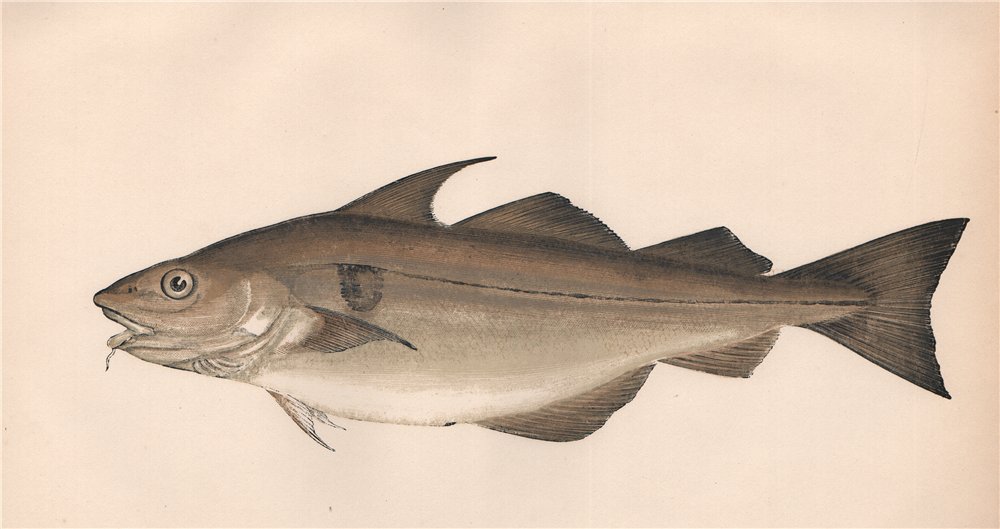 Associate Product HADDOCK. Melanogrammus aeglefinus. COUCH. Fish 1862 old antique print picture