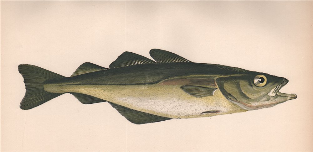 Associate Product POLLOCK. Pollachius pollachius, Pollack, lieu jaune, lythe. COUCH. Fish 1862