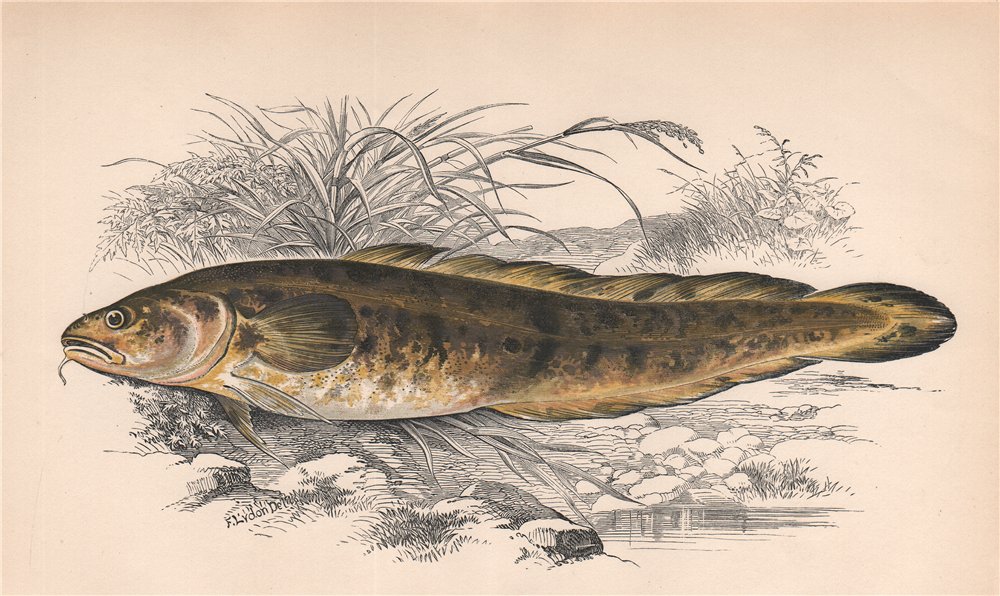 Associate Product BURBOT. Lota lota, Lotte. COUCH. Fish 1862 old antique vintage print picture
